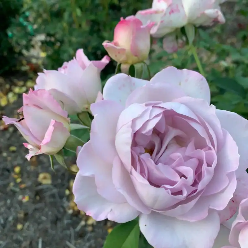 Silver Lining™ Floribunda Rose - Image 6