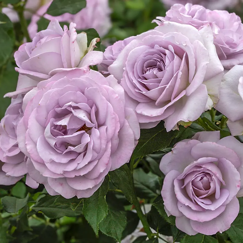 Silver Lining™ Floribunda Rose - Image 7