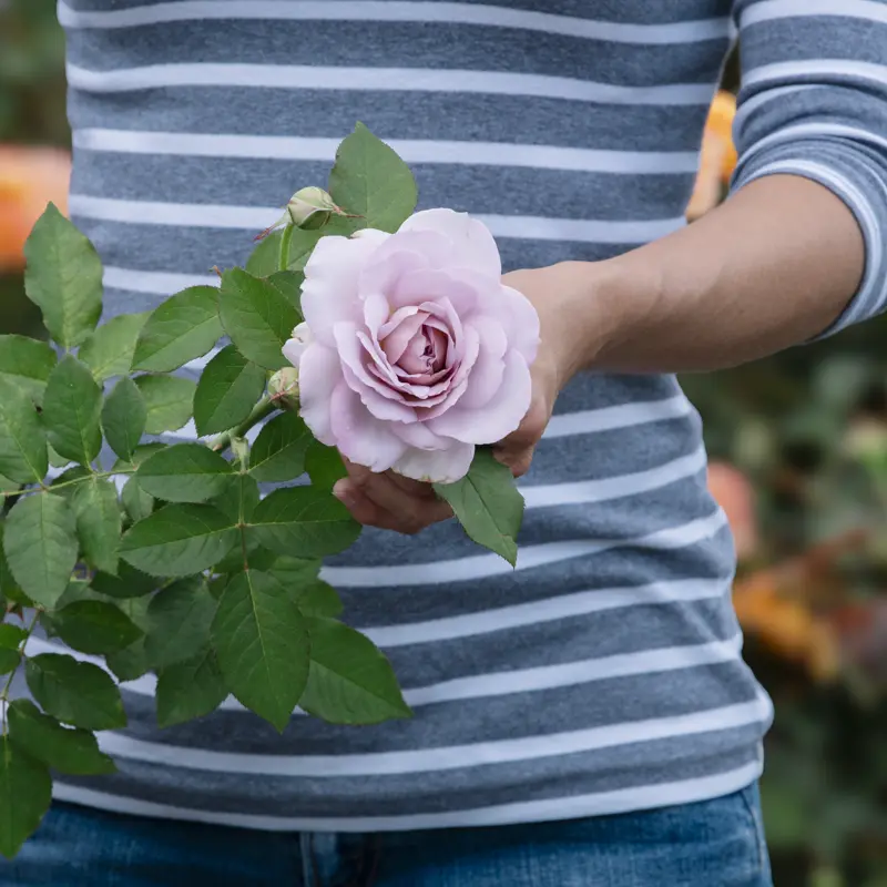 Silver Lining™ Floribunda Rose - Image 8