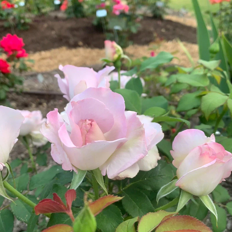 Silver Lining™ Floribunda Rose - Image 9