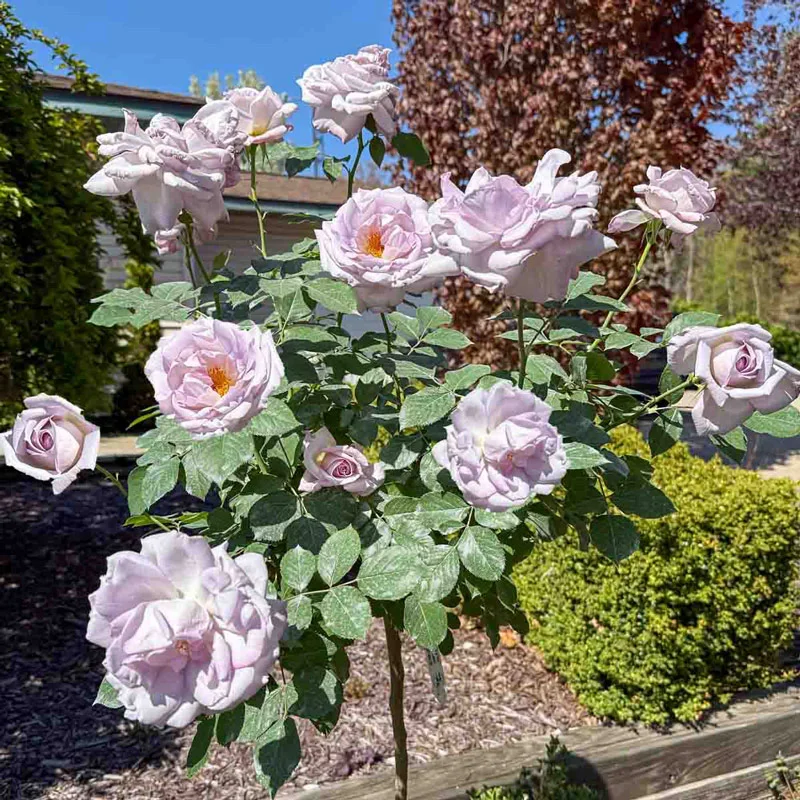 Silver Lining ™ Tree Rose