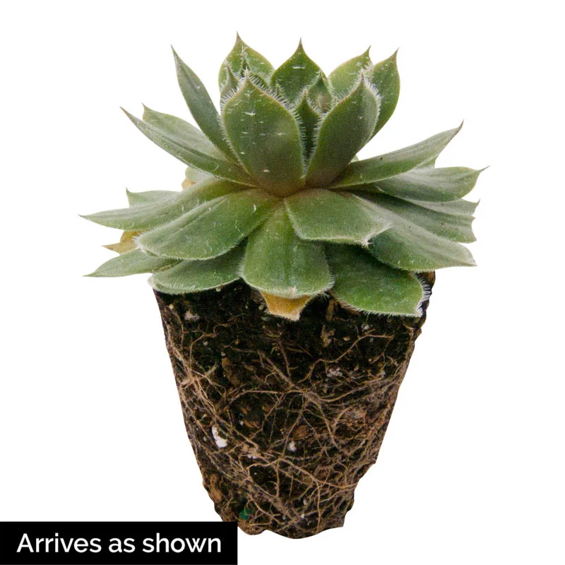 Silverine Hens & Chicks - Image 2
