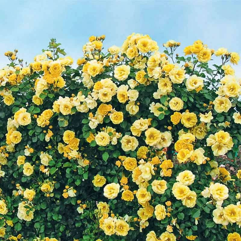 Sky's The Limit™ Climbing Rose