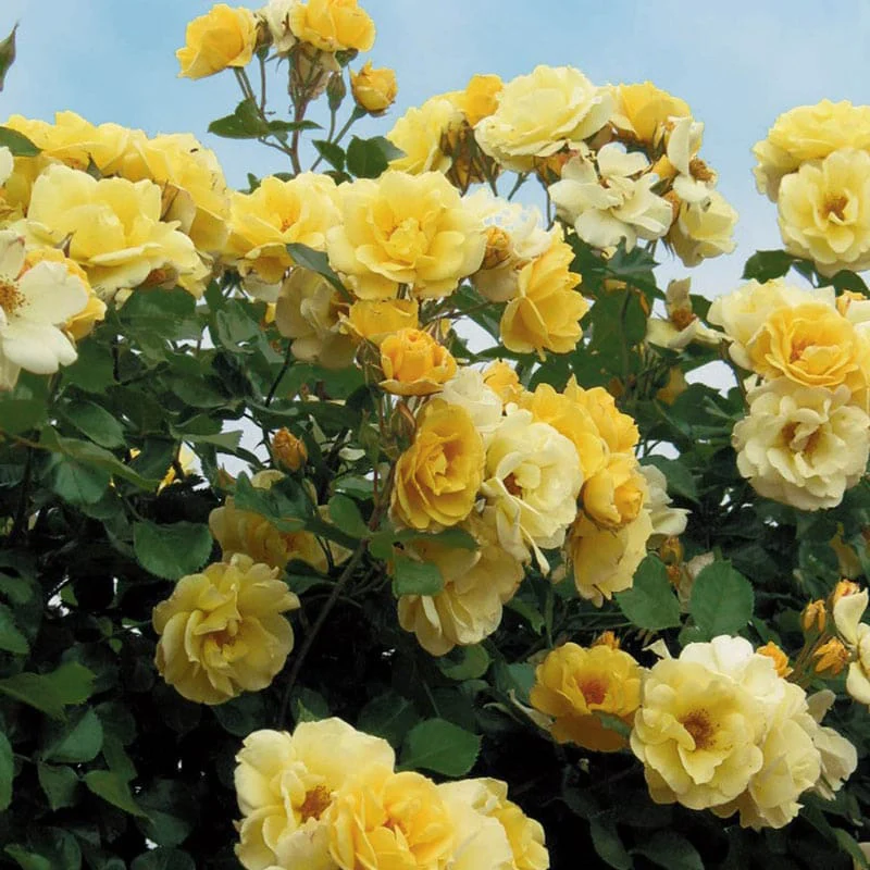 Sky's The Limit™ Climbing Rose - Image 2