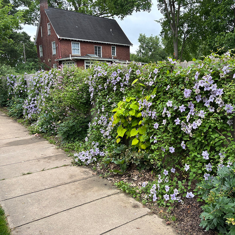 Clematis Skyfall - Image 2