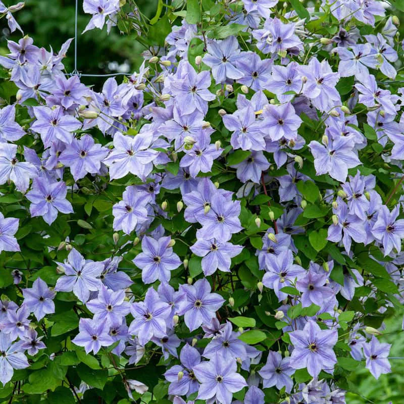 Clematis Skyfall - Image 3