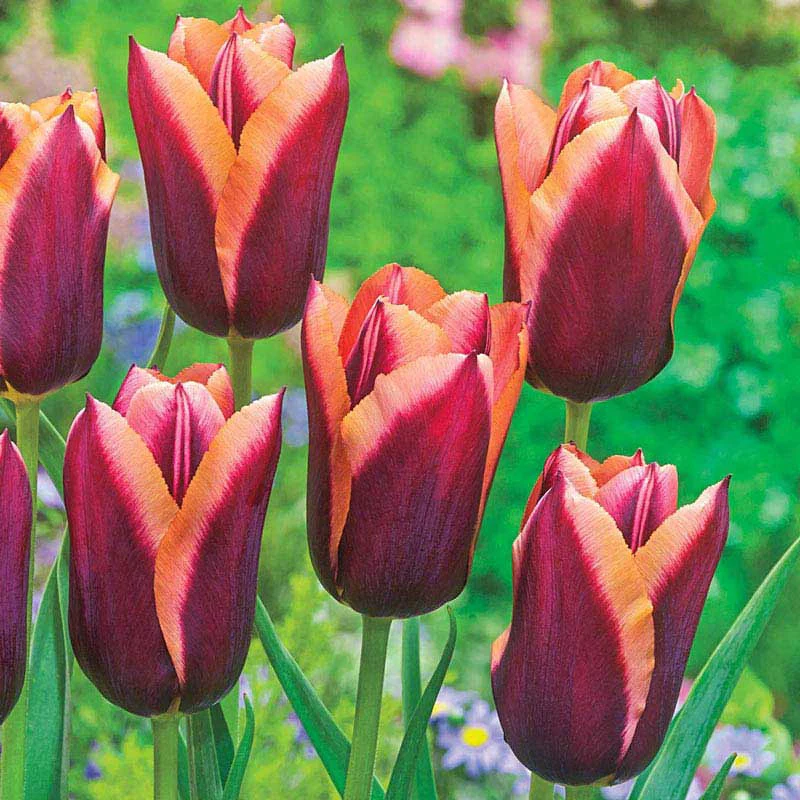 Slawa Tulip - Image 2