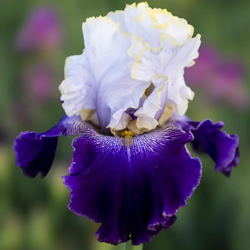 Slovak Prince Bearded Iris - Image 2