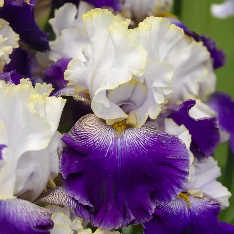 Slovak Prince Bearded Iris - Image 3