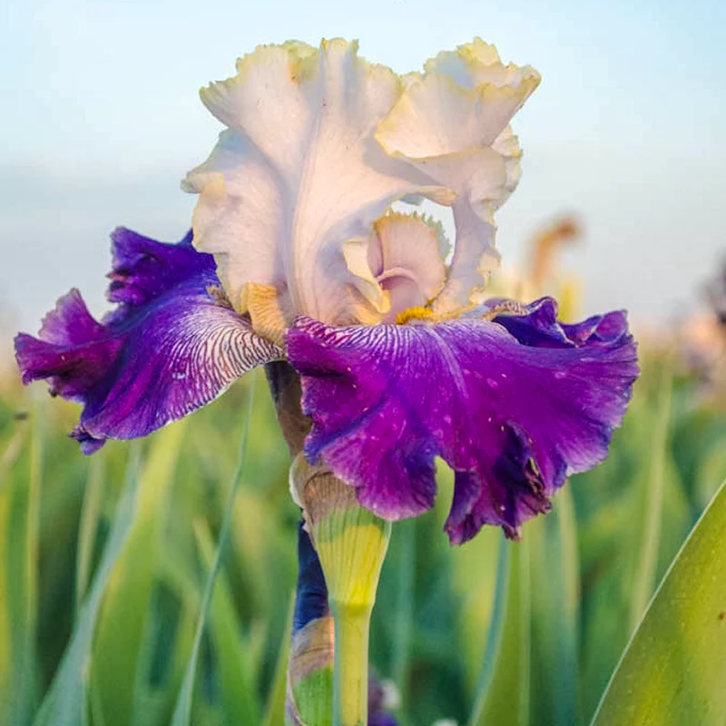 Slovak Prince Bearded Iris - Image 4