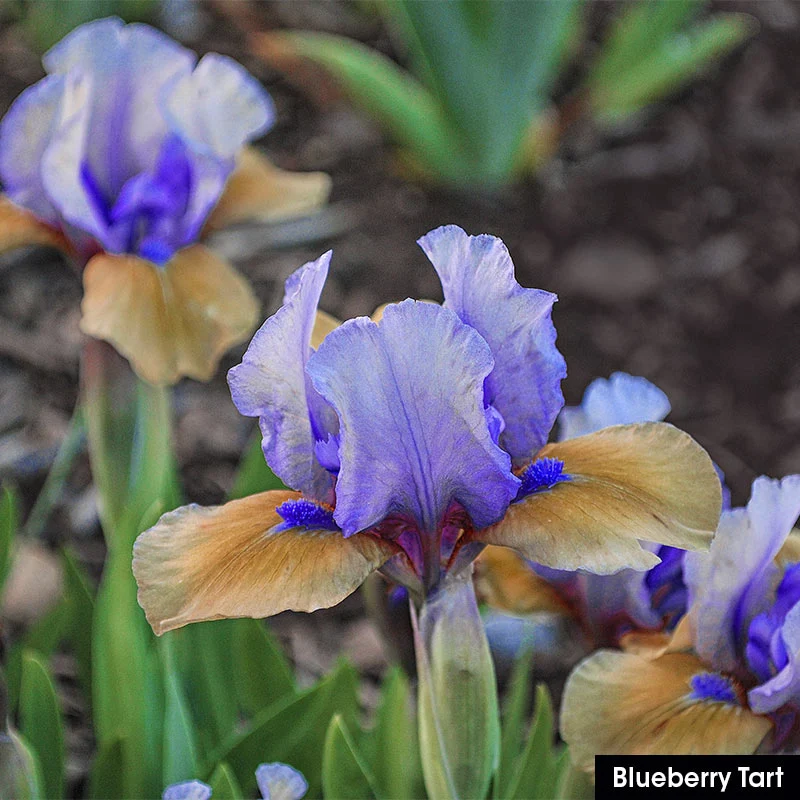 Small but Mighty Iris Collection - Image 2