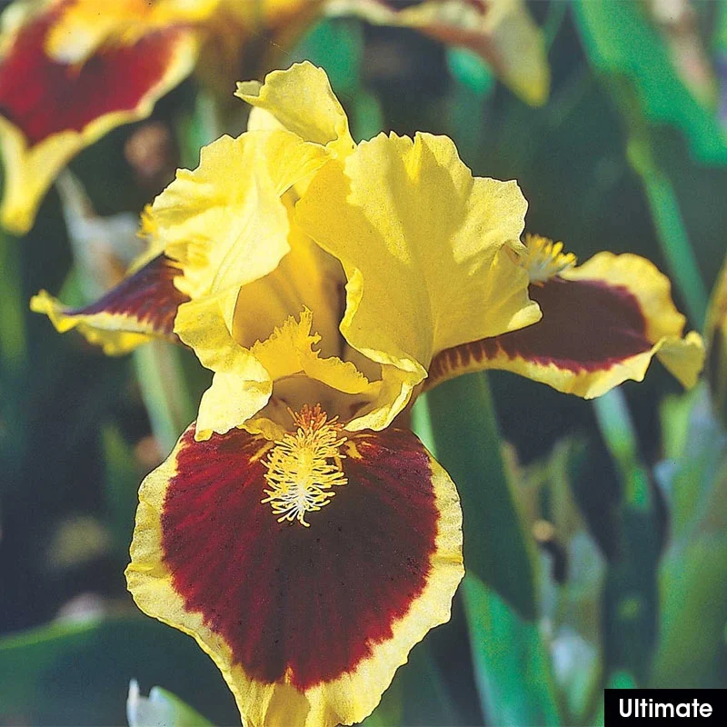 Small but Mighty Iris Collection - Image 3