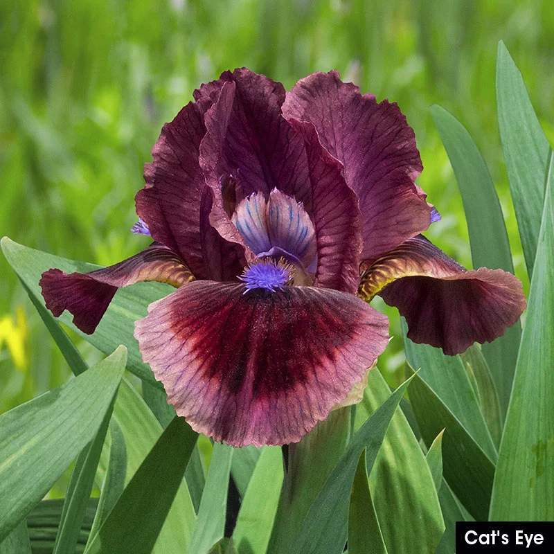 Small but Mighty Iris Collection - Image 4
