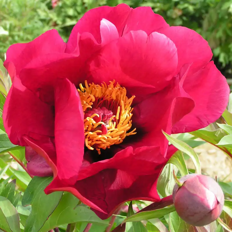 Smokin' Hot® Itoh Peony