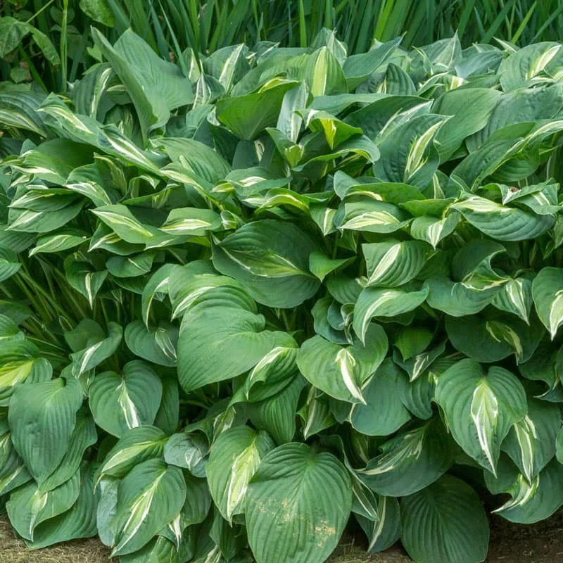 Snake Eyes Hosta - Image 2