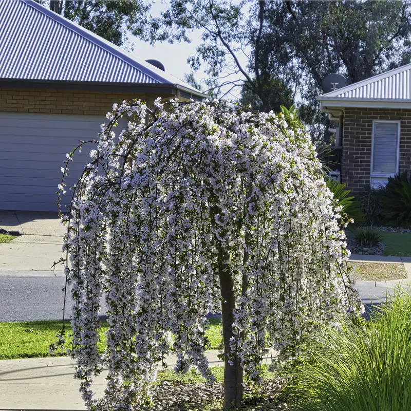 Snow Fountain Weeping Cherry Tree