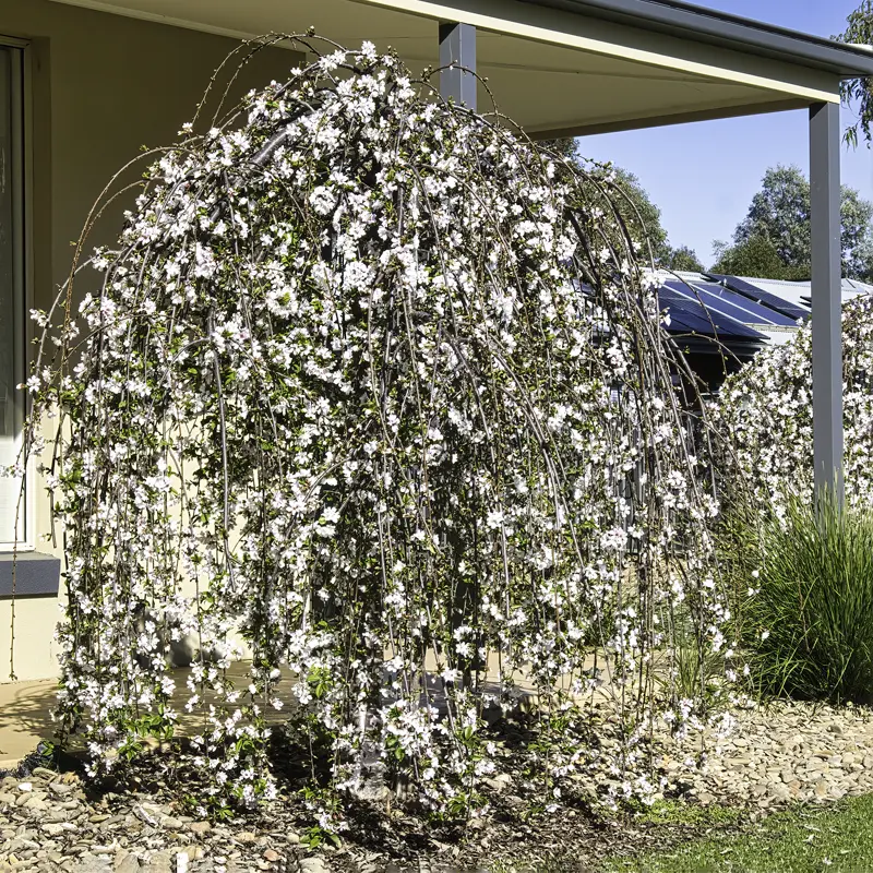 Snow Fountain Weeping Cherry Tree - Image 2