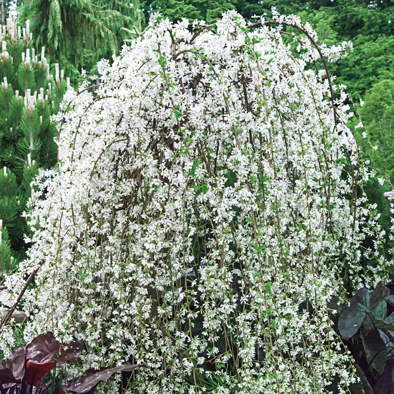 Snow Fountain Weeping Cherry Tree - Image 3