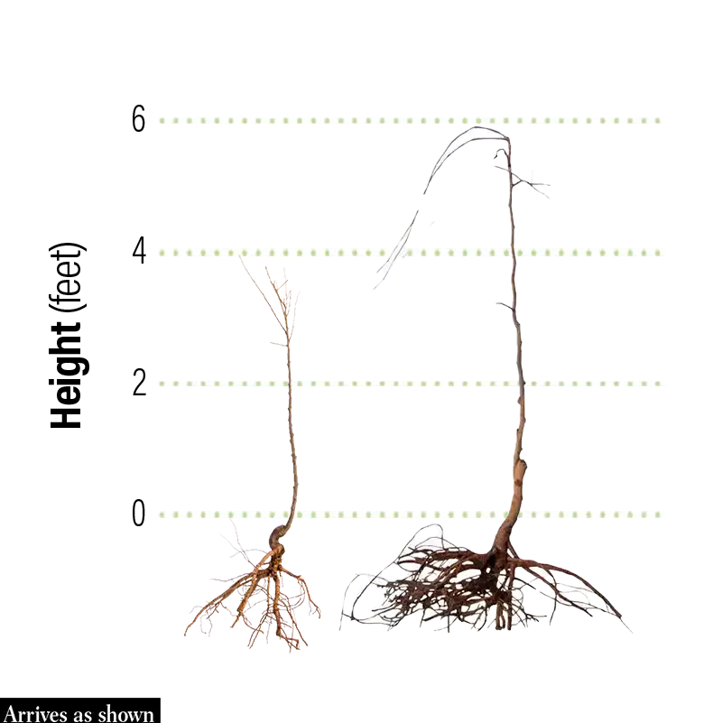 Snow Fountain Weeping Cherry Tree - Image 4