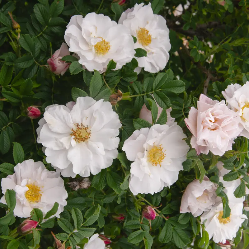 Snow Pavement Shrub Rose - Image 2