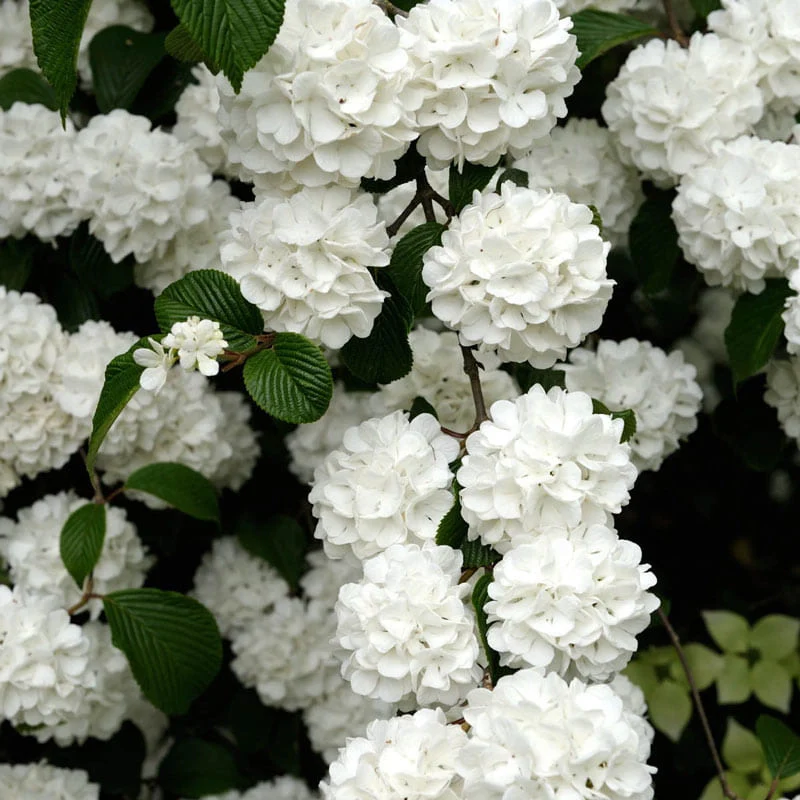 Snowball Viburnum