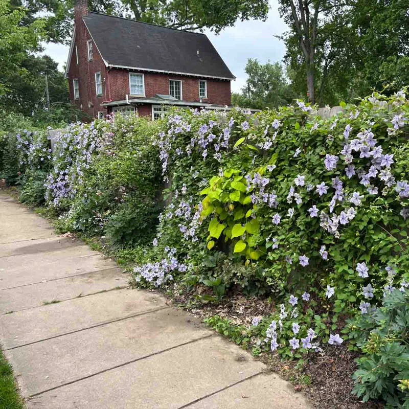 5'x15' Soft Mesh Clematis Trellis - Image 2