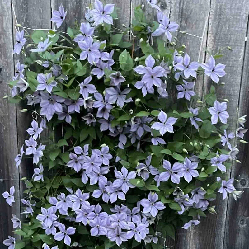 5'x15' Soft Mesh Clematis Trellis - Image 3