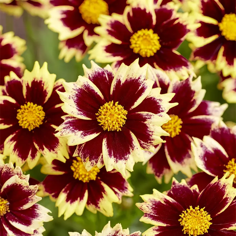 Solar Fancy Coreopsis - Image 2