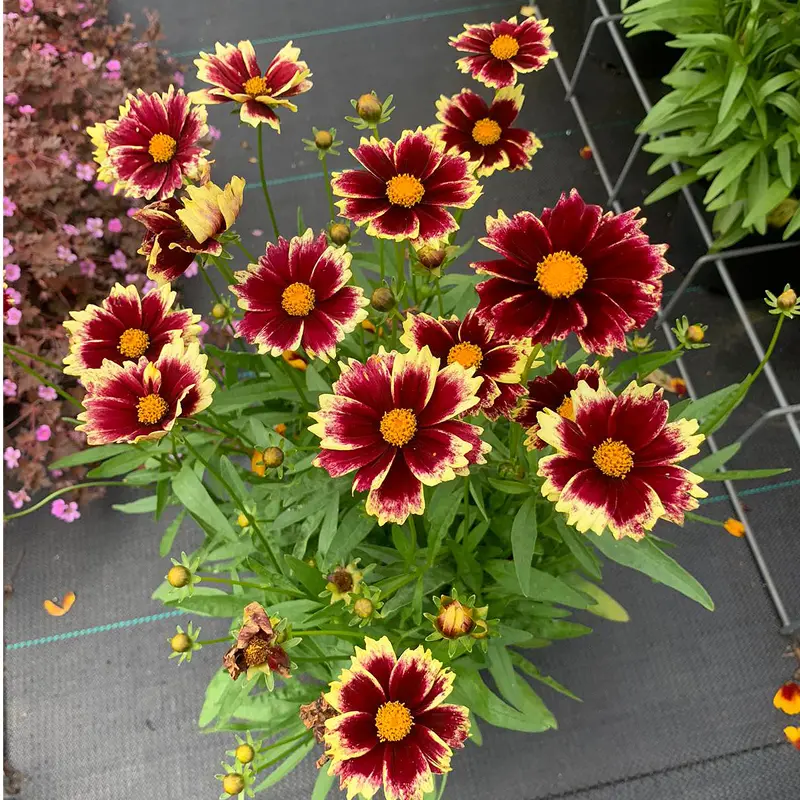 Solar Fancy Coreopsis - Image 3