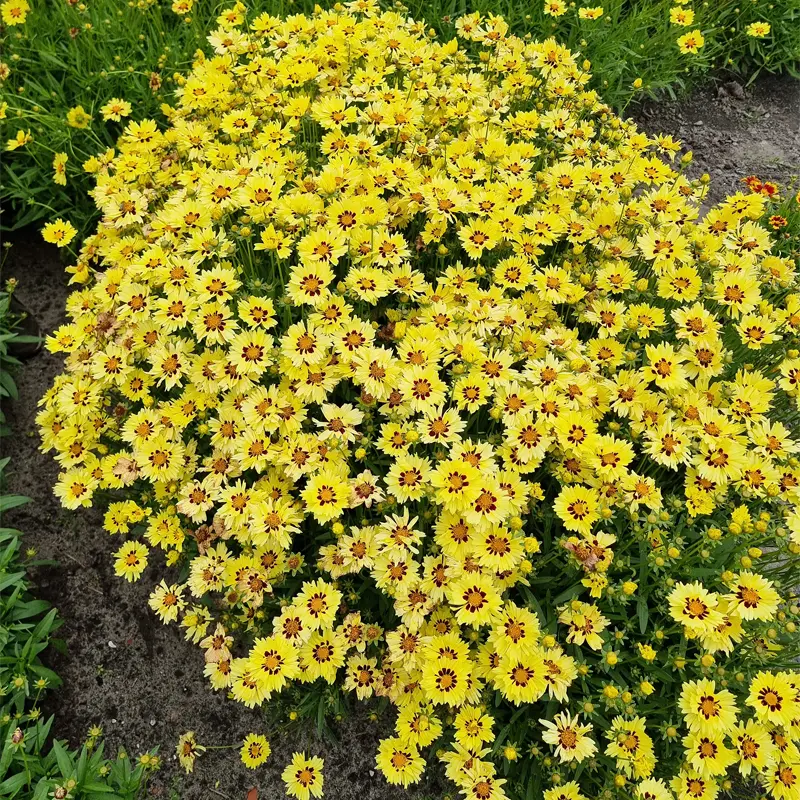 Solar Moon Coreopsis - Image 2