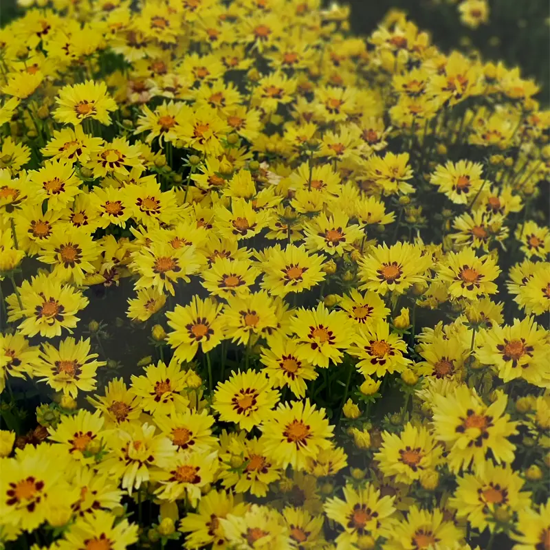 Solar Moon Coreopsis - Image 3