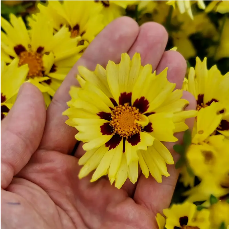 Solar Moon Coreopsis - Image 4