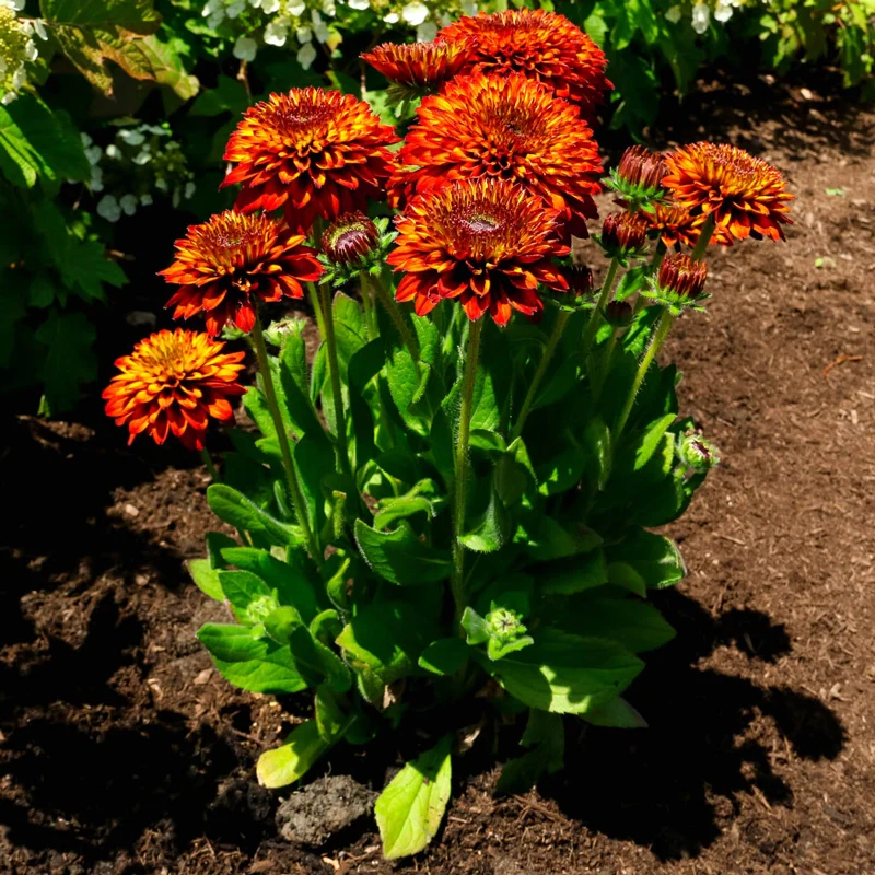 Solar Sisters Rudbeckia - Image 2