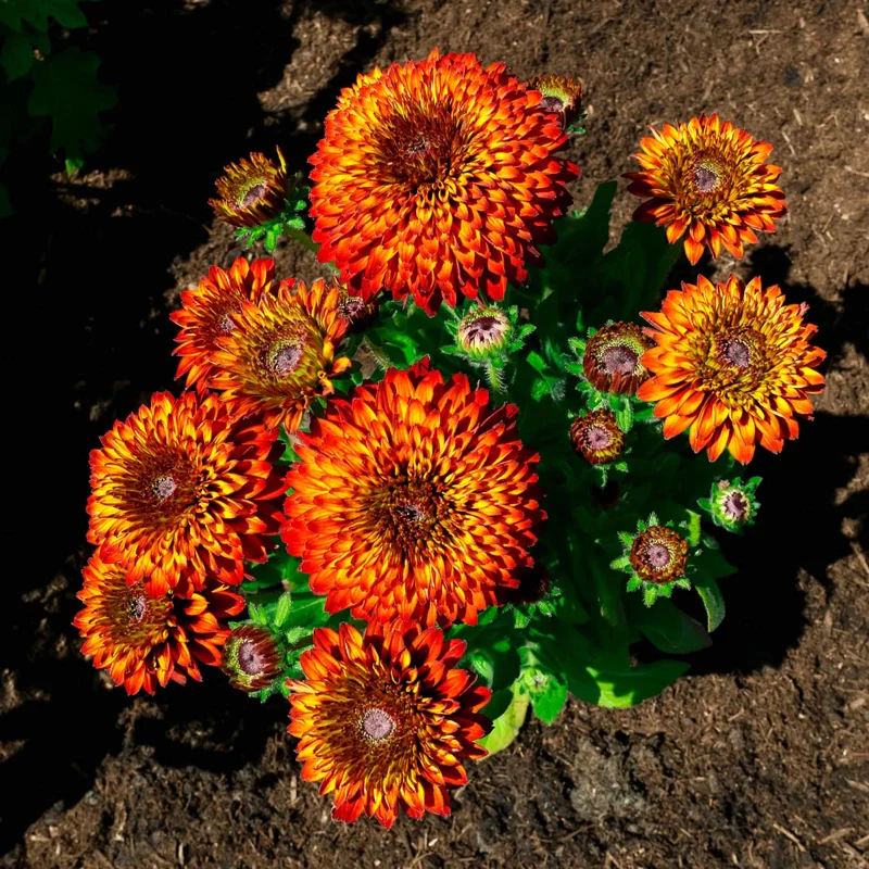 Solar Sisters Rudbeckia - Image 3
