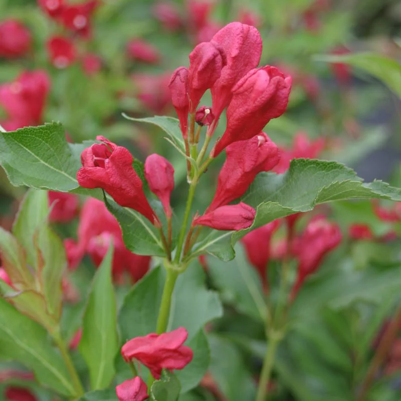 Sonic Bloom® Red Weigela - Image 2