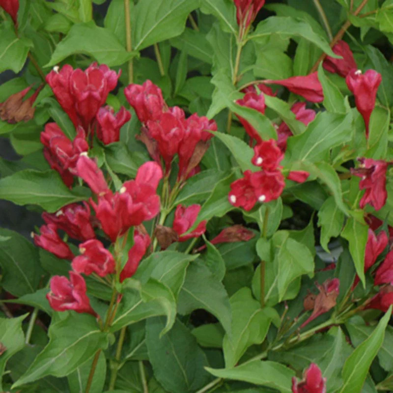 Sonic Bloom® Red Weigela - Image 4
