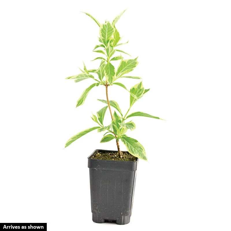 Sonic Bloom® Red Weigela - Image 5