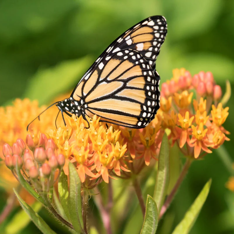 Soulmate Butterfly Flower - Image 3