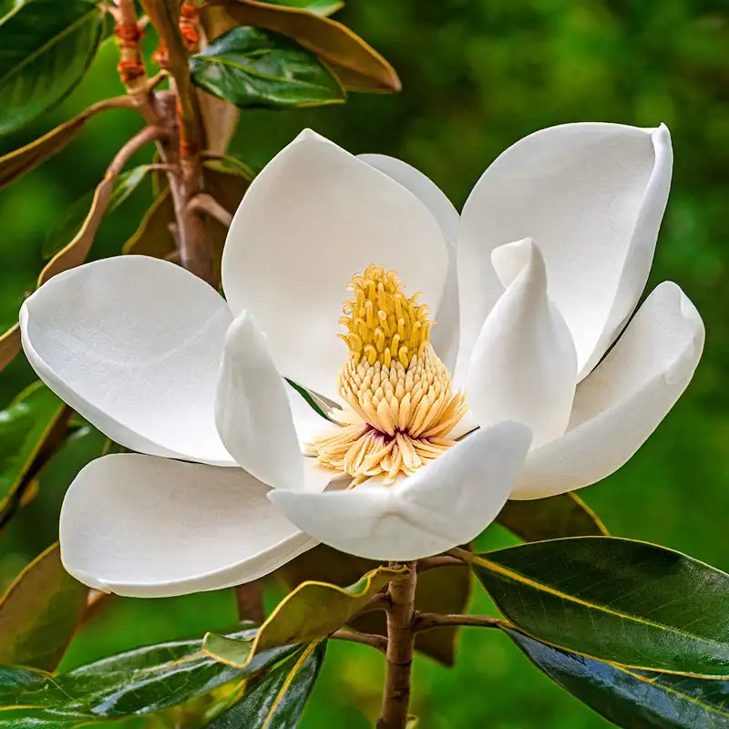 Southern Magnolia - Image 2