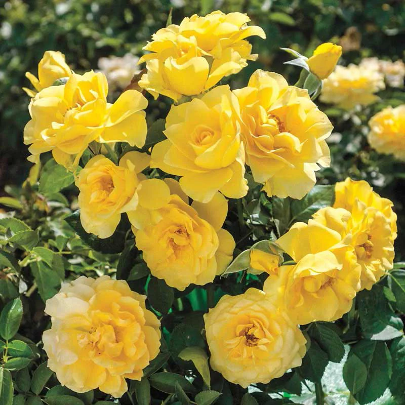 Sparkle & Shine™ Floribunda Rose - Image 2