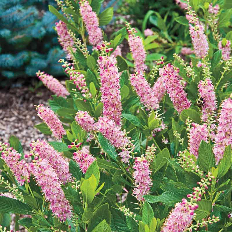 Ruby Spice Summersweet Shrub - Image 2