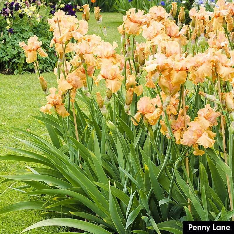 Spicy Hot Iris Collection - Image 2