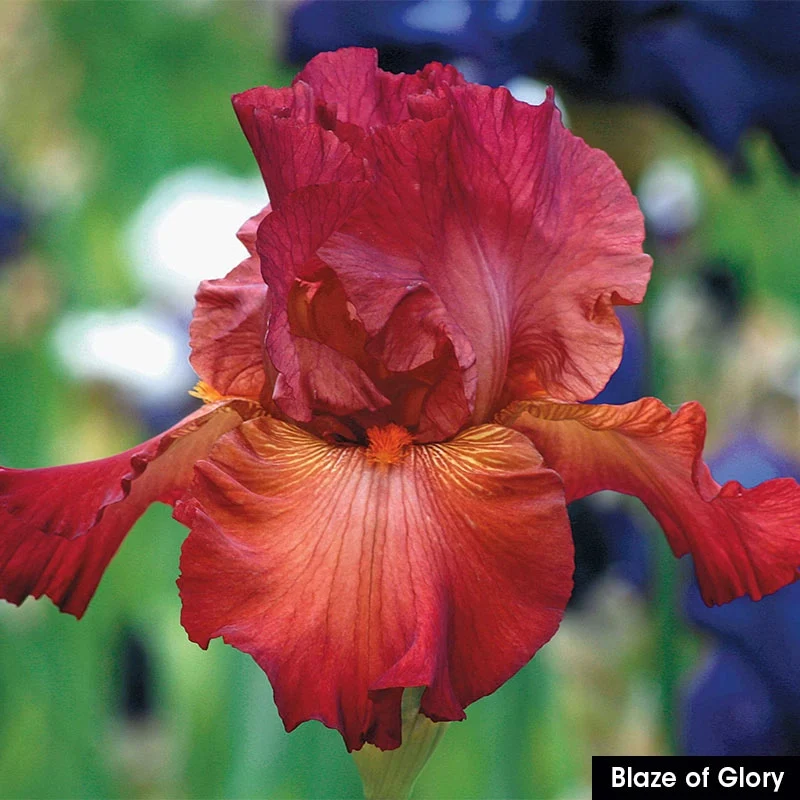 Spicy Hot Iris Collection - Image 3
