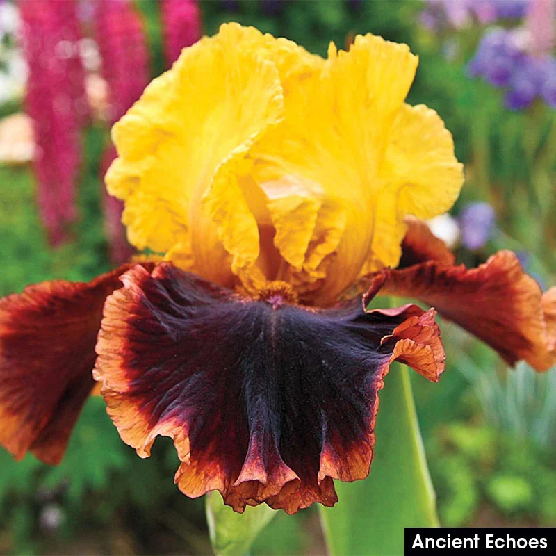 Spicy Hot Iris Collection - Image 4