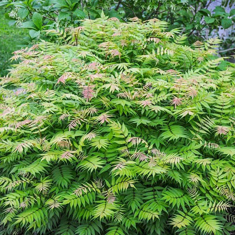 Sem Ash Leaf False Spirea
