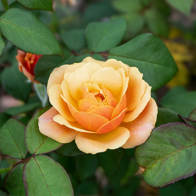 State of Grace™ Grandiflora Rose - Image 13