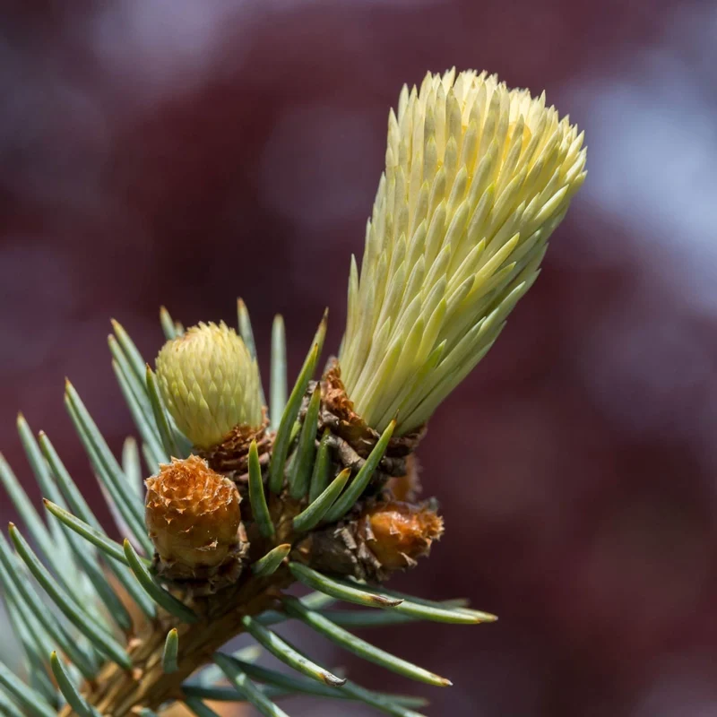 Spring Gold Colorado Spruce - Image 3