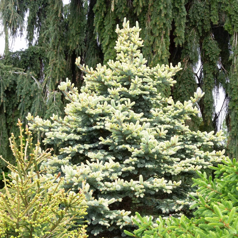 Spring Gold Colorado Spruce - Image 4