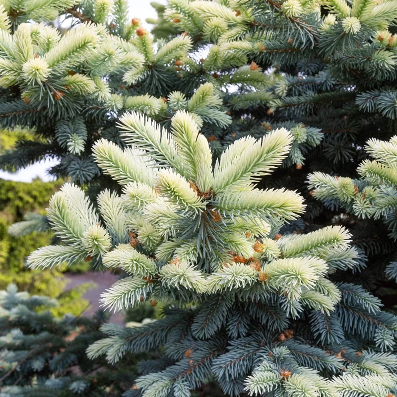 Spring Gold Colorado Spruce - Image 5