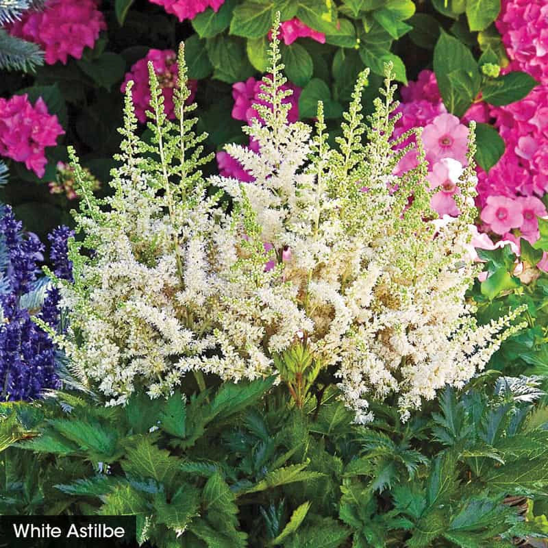 Spring In The Shade Collection - Image 4